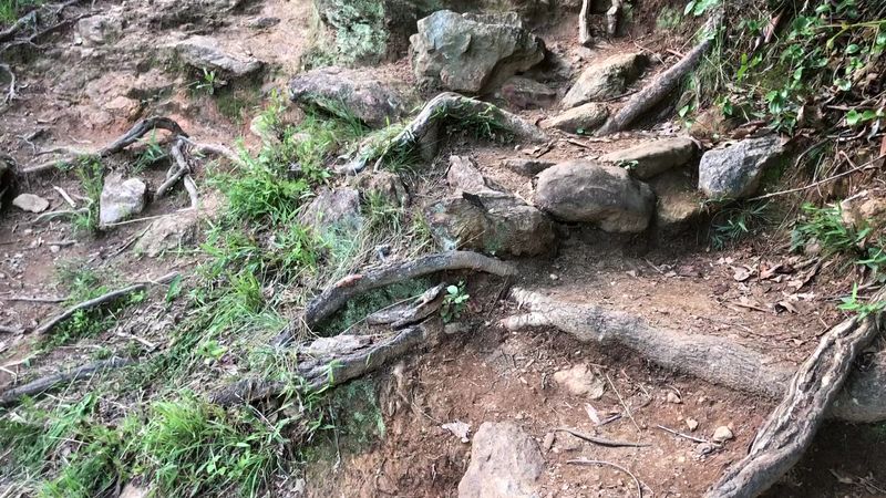 Mountain Biking Trails