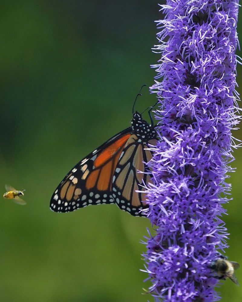 Muhly Grass with Blazing Star (Liatris spicata)