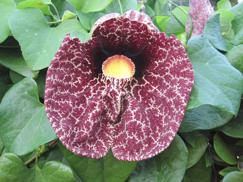 Dutchman's Pipe (Aristolochia gigantea)