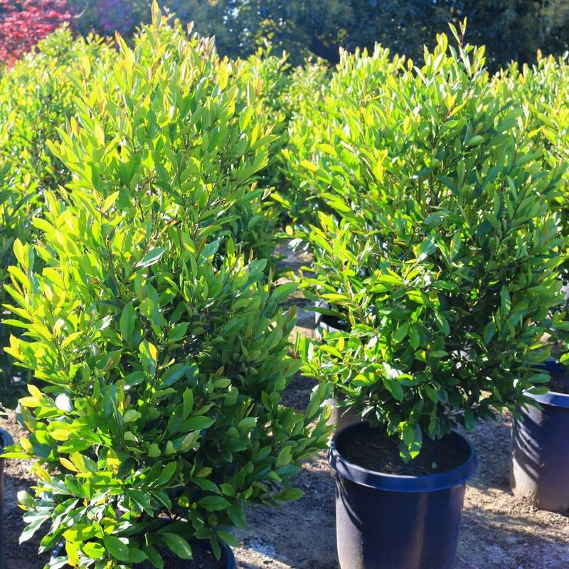 Heat-Tolerant Shrubs That Keep Florida Yards Looking Lush 8 Carolina Cherry Laurel