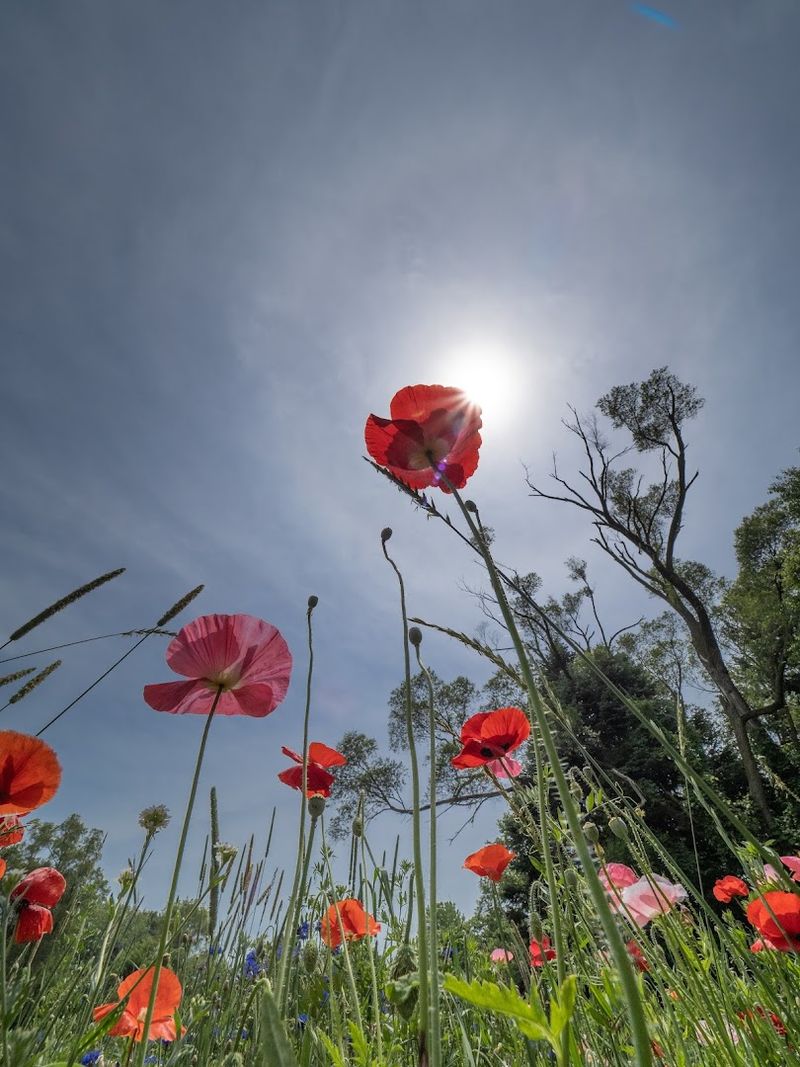 Plan Your Visit to Pleasant Hill Farm Today