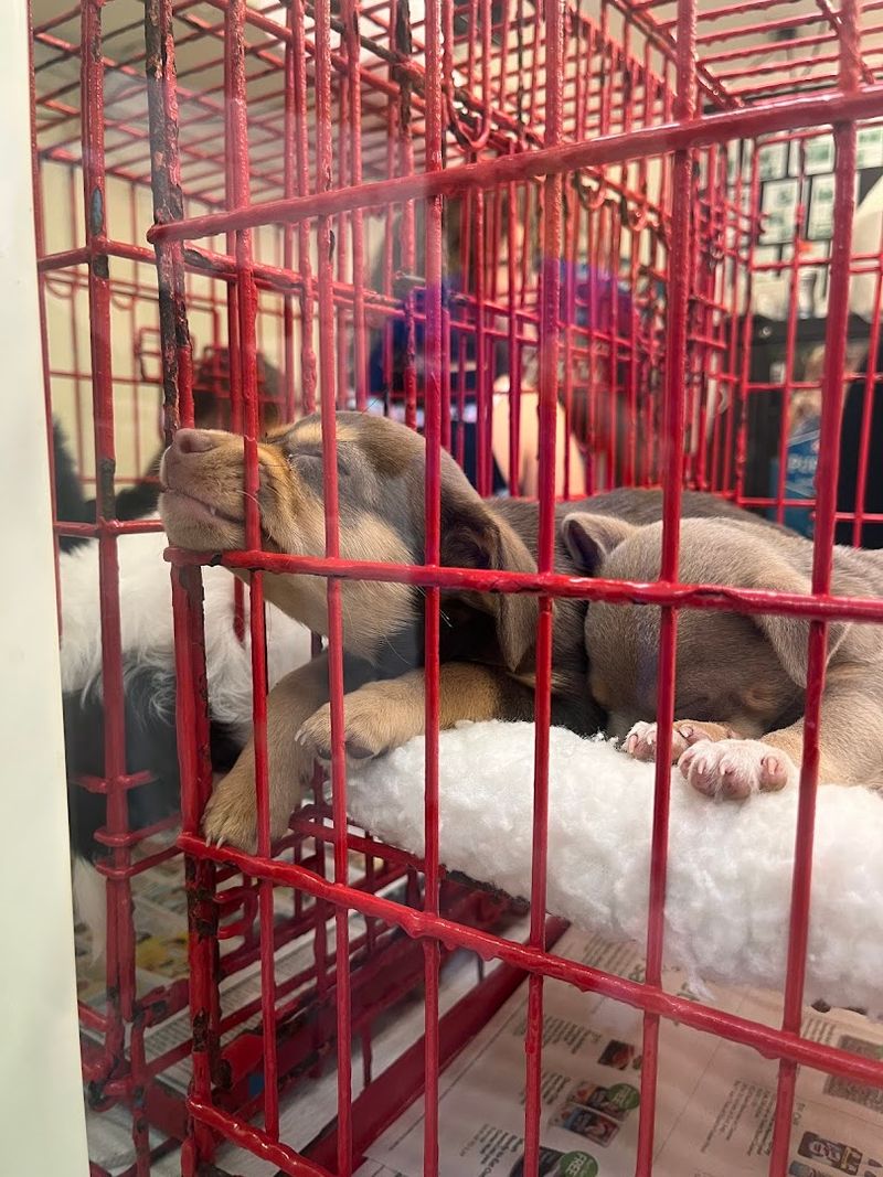 Plants, Flowers, and Garden Finds for the Green Thumb Shopper