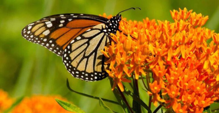 Plants That Attract Butterflies and Thrive in Florida Gardens