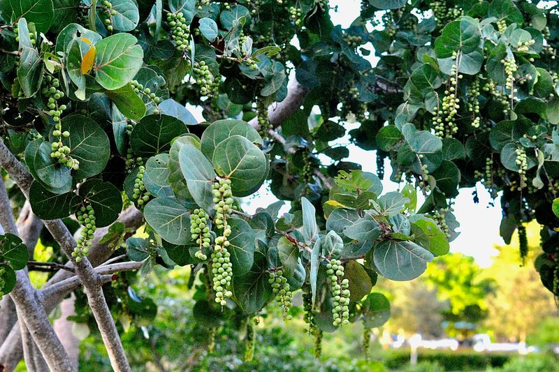 Plants That Thrive in Florida’s Coastal Soil and Salty Air 2 Sea Grape