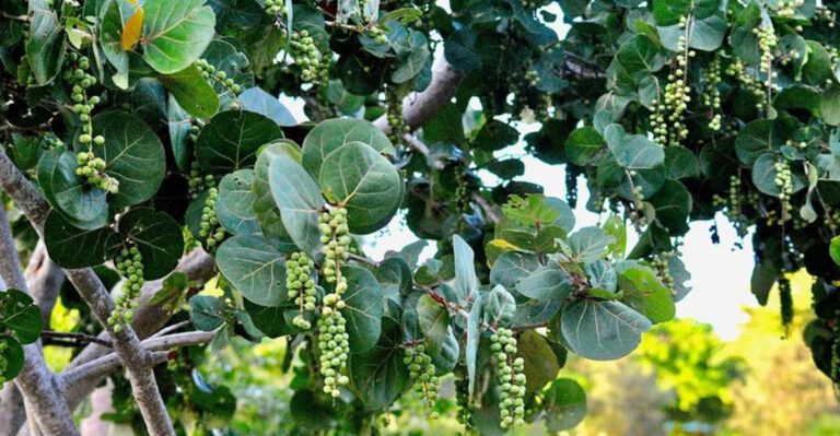 Plants That Thrive in Florida’s Coastal Soil and Salty Air