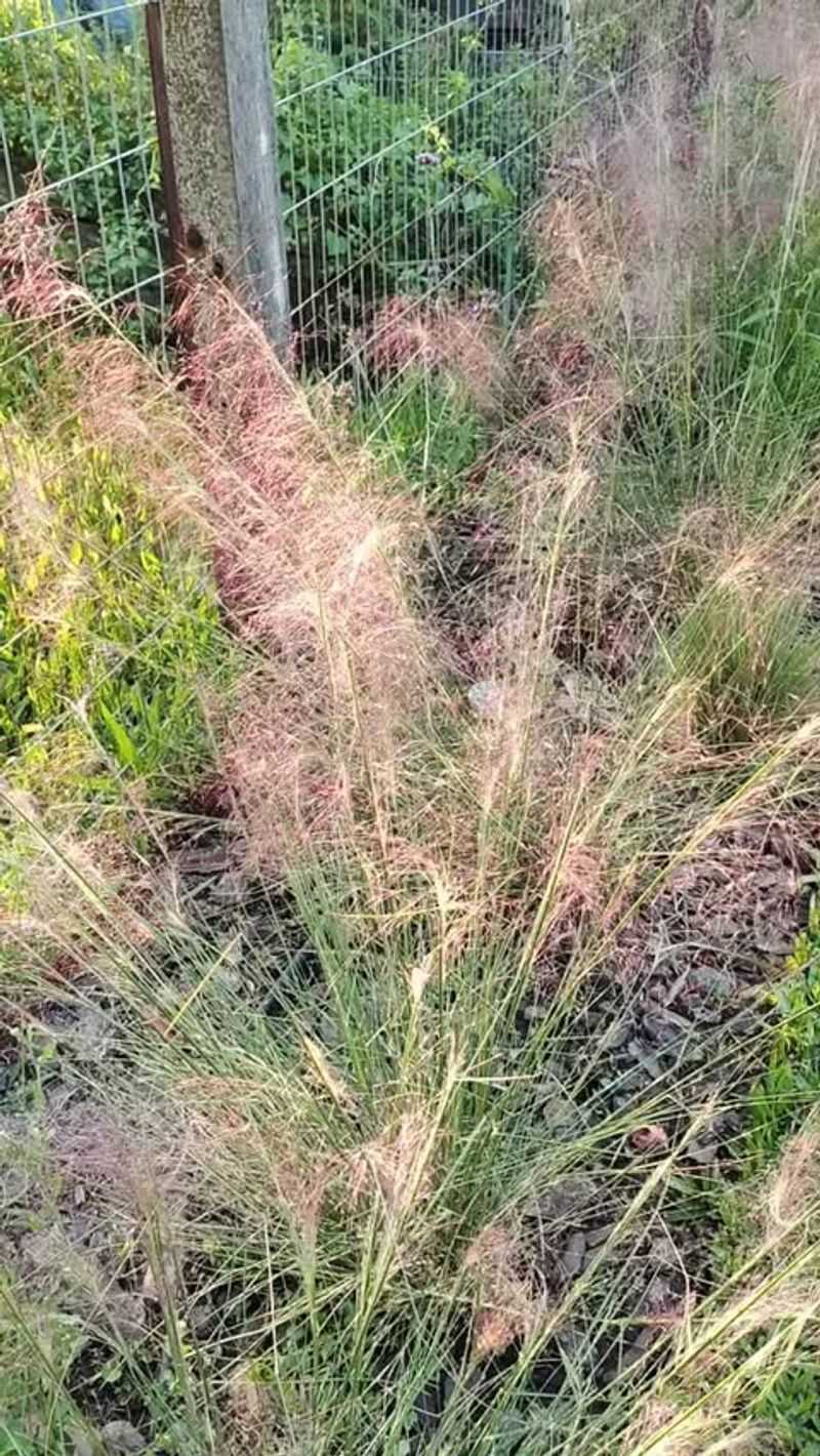 8 Low-Maintenance Shrubs Florida Homeowners Love For Easy Color 7 Muhly Grass