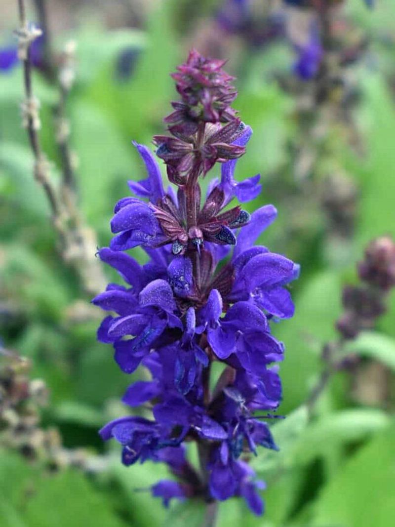 Salvia