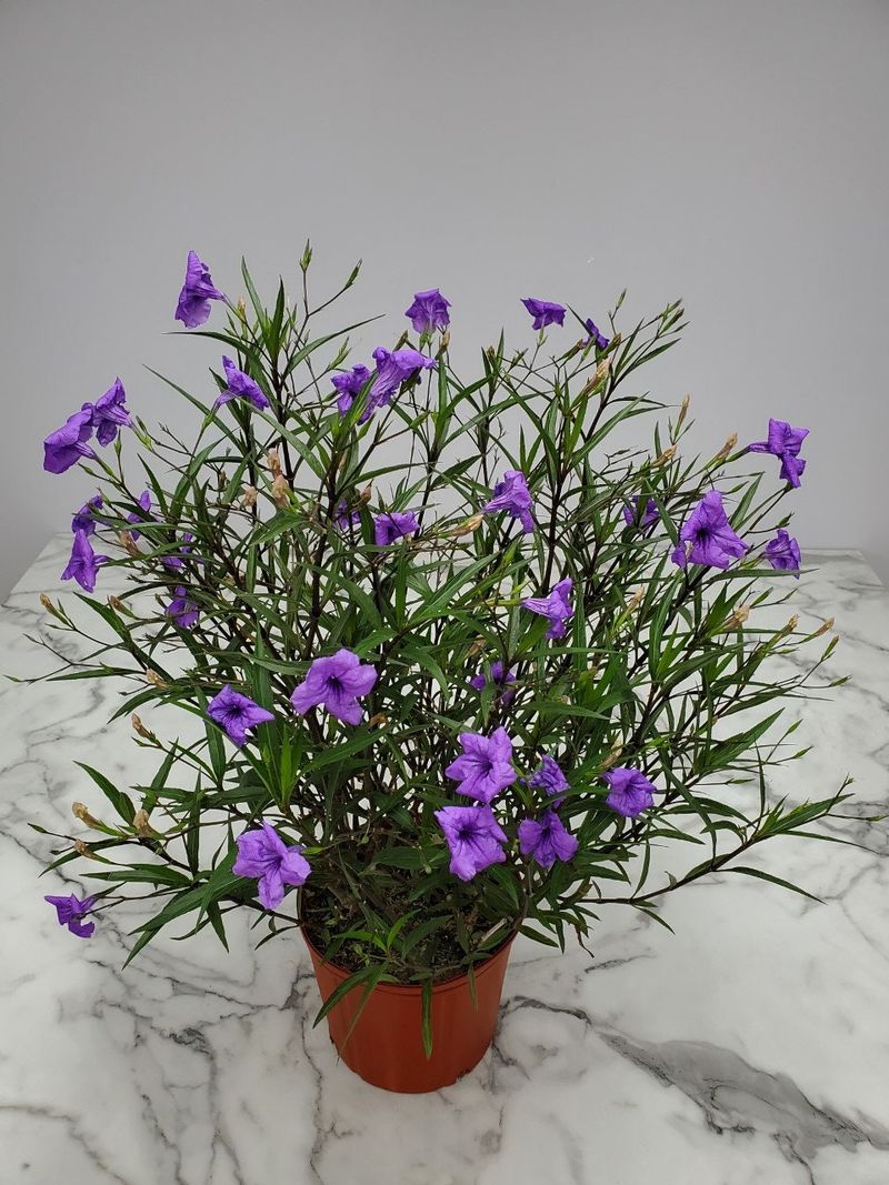Ruellia