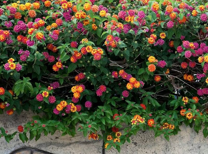 Lantana