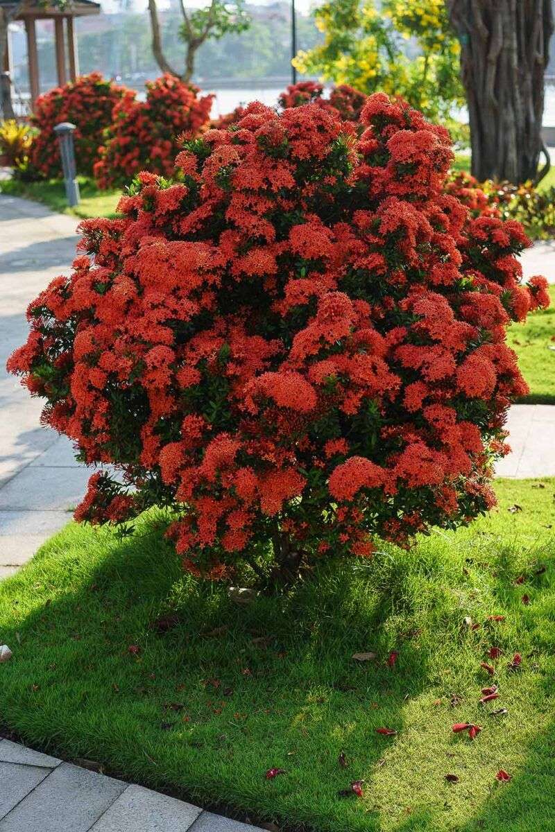 Ixora