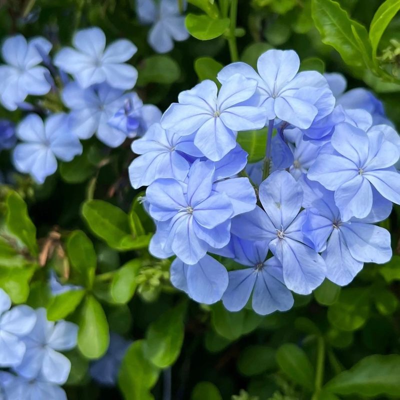 Plumbago