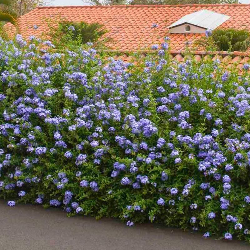 Plumbago