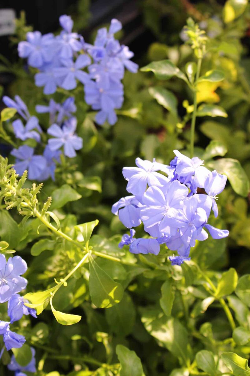 Plumbago