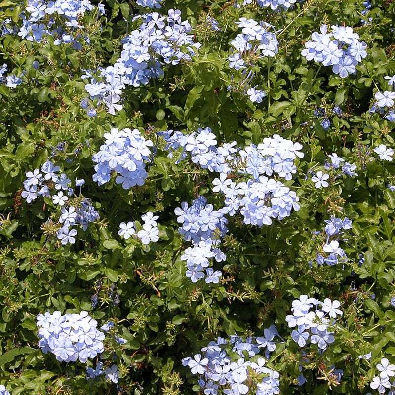 Plumbago