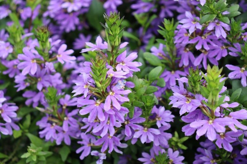 24 low-maintenance flowers that keep blooming through Florida summer 11 Scaevola