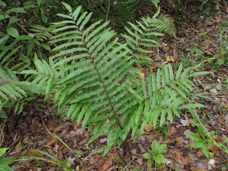 Swamp Fern (Blechnum serrulatum)