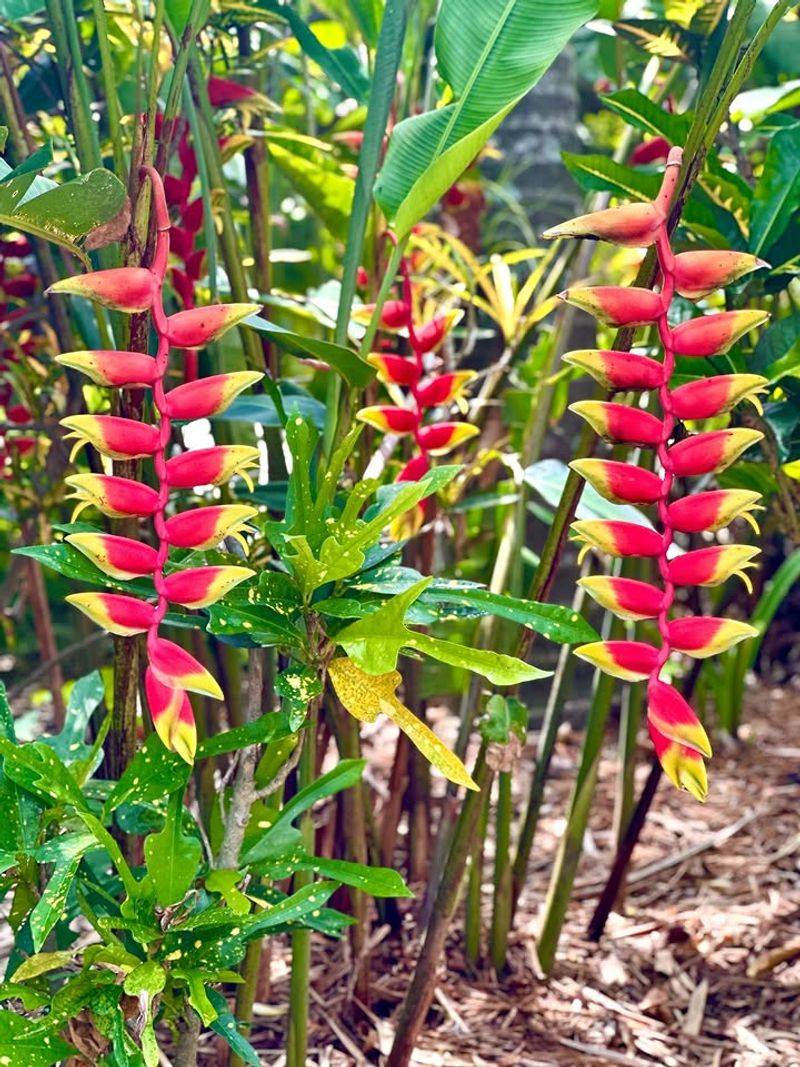 Heliconia