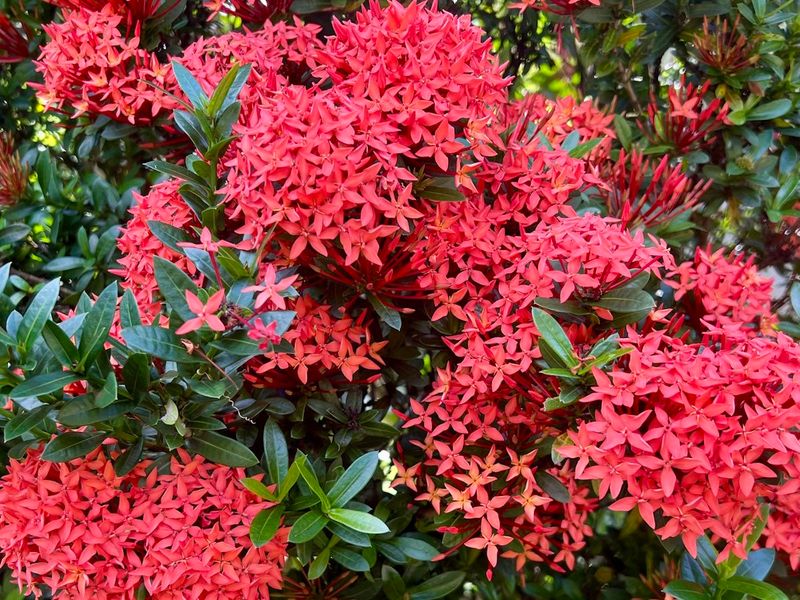 Ixora