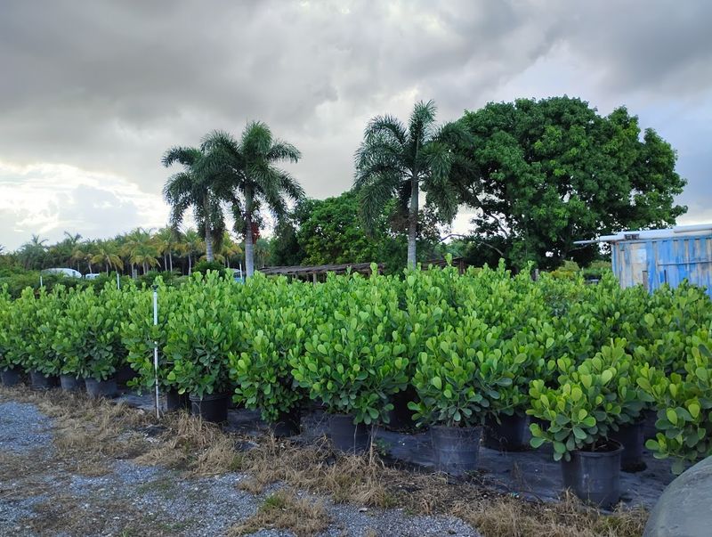 Heat-Tolerant Shrubs That Keep Florida Yards Looking Lush 10 Clusia