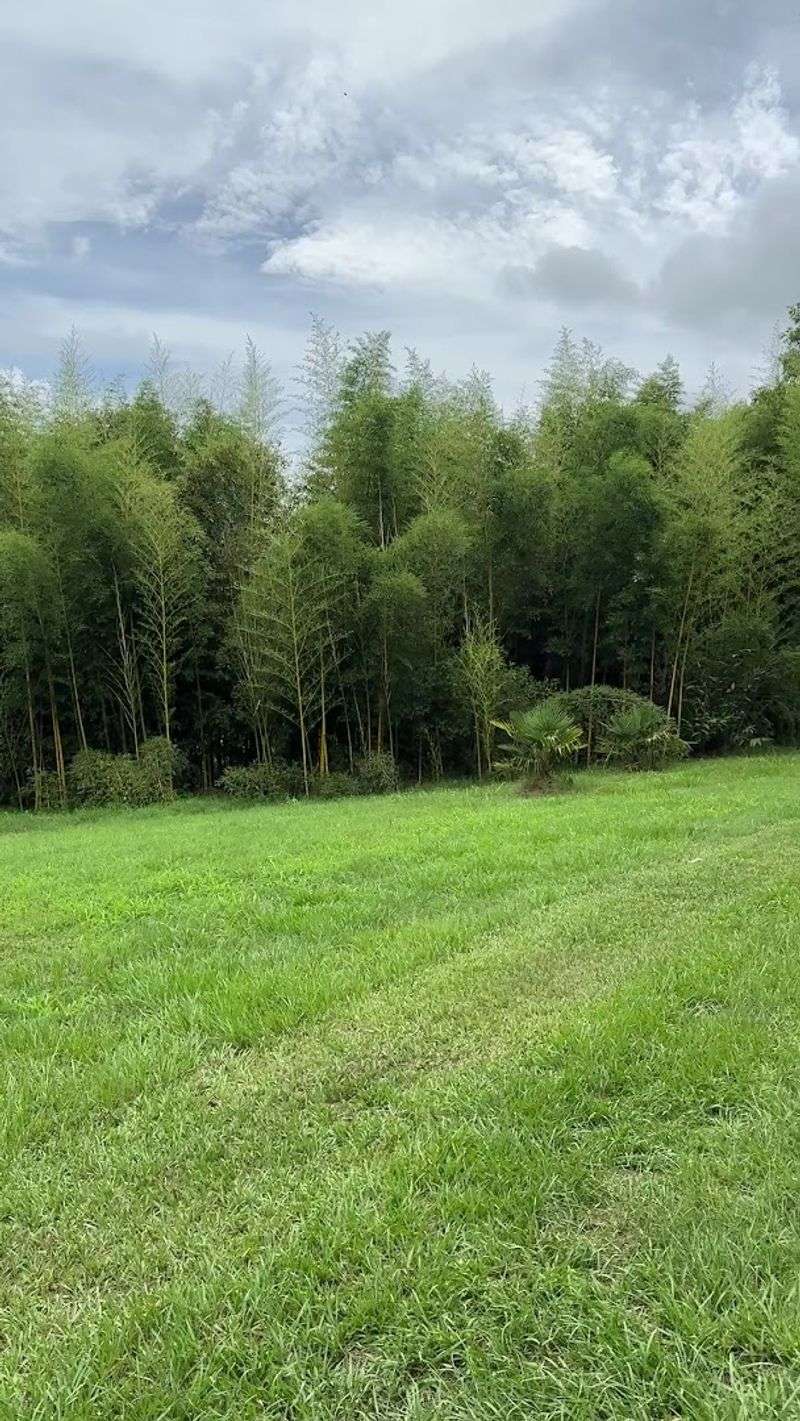 Bamboo (Clumping varieties like Bambusa multiplex)