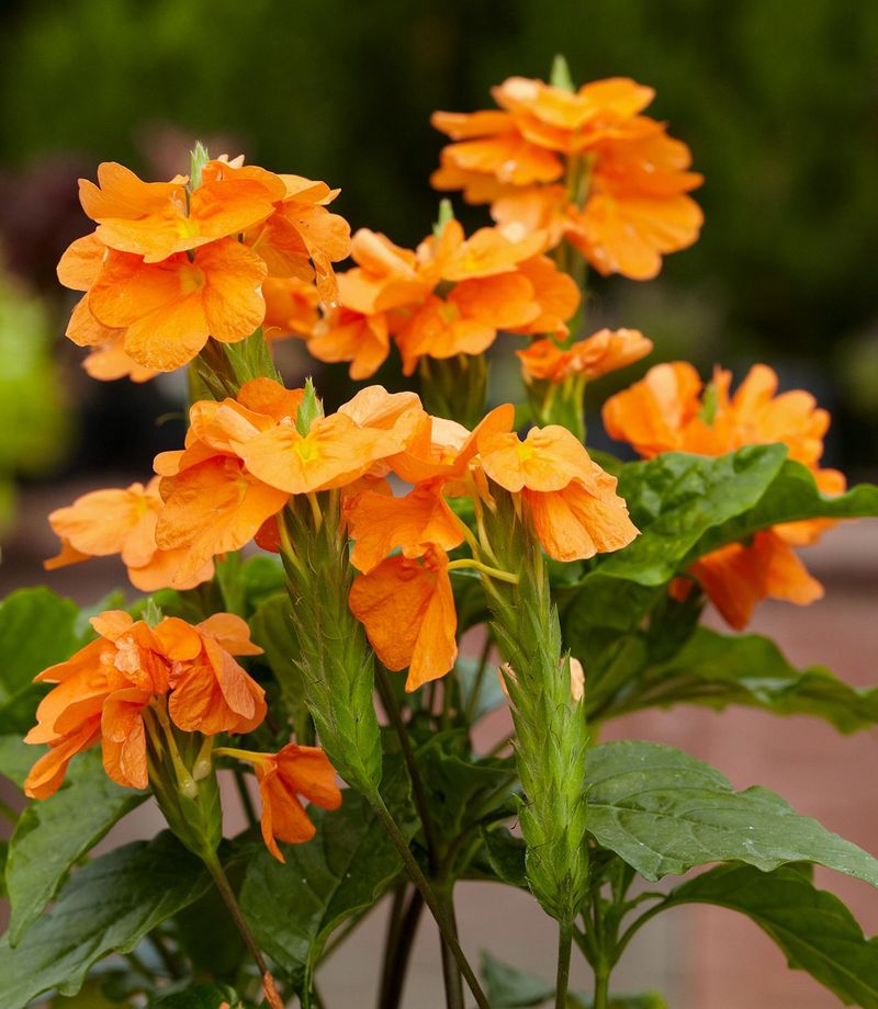 24 low-maintenance flowers that keep blooming through Florida summer 20 Crossandra