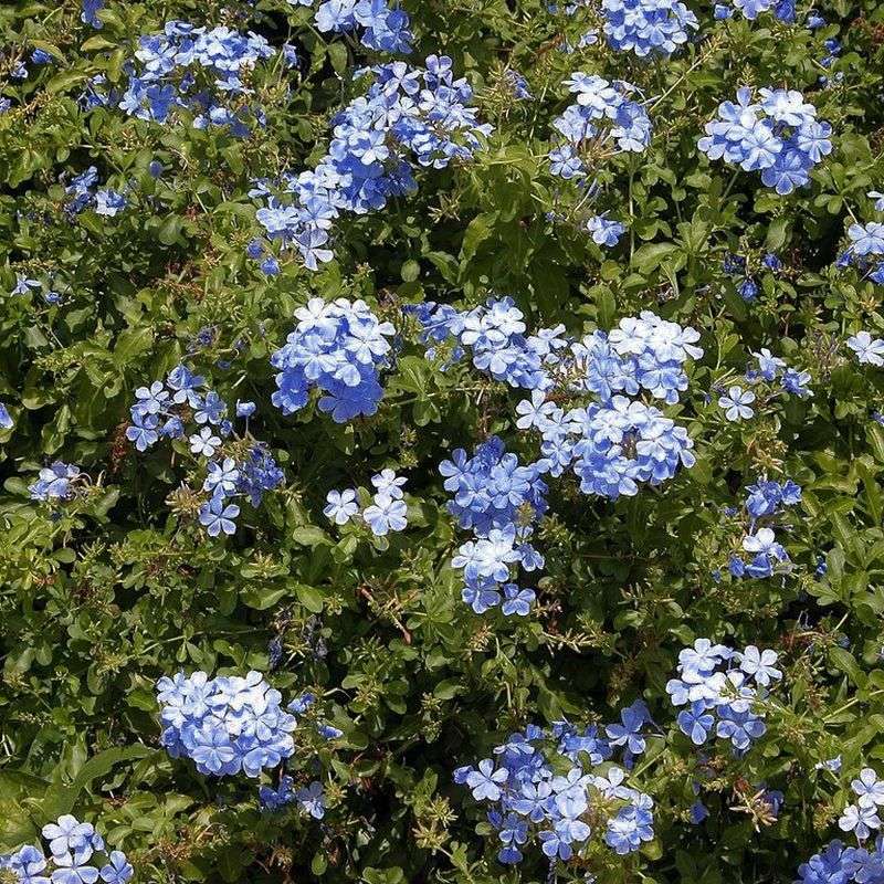 Plumbago