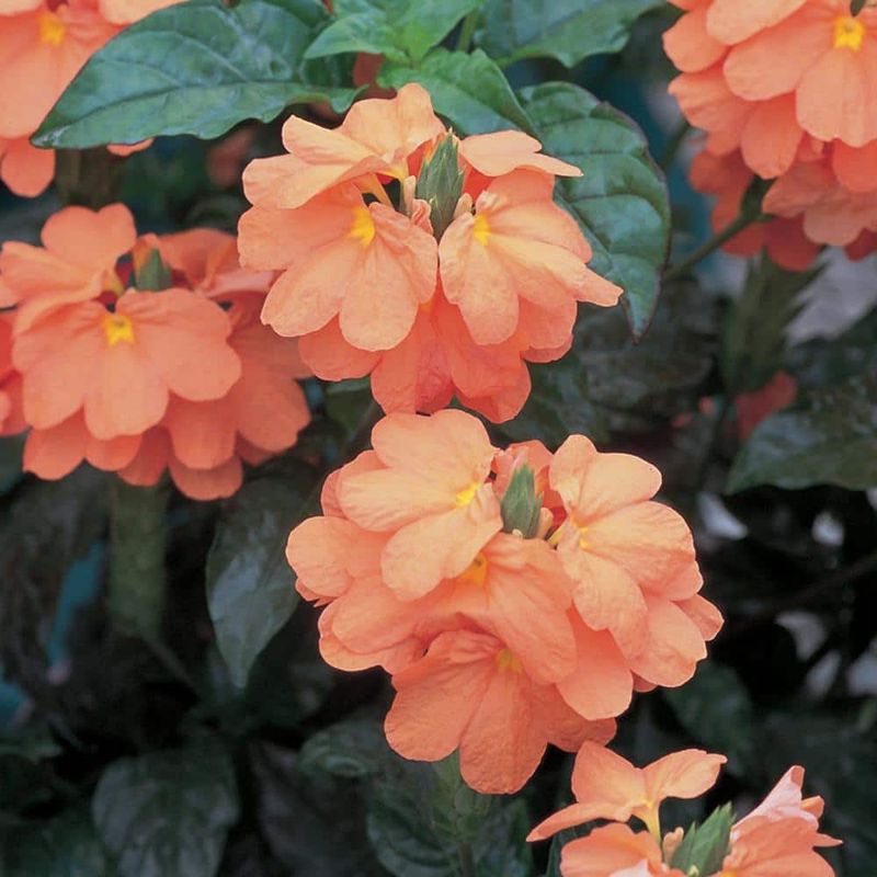 Crossandra