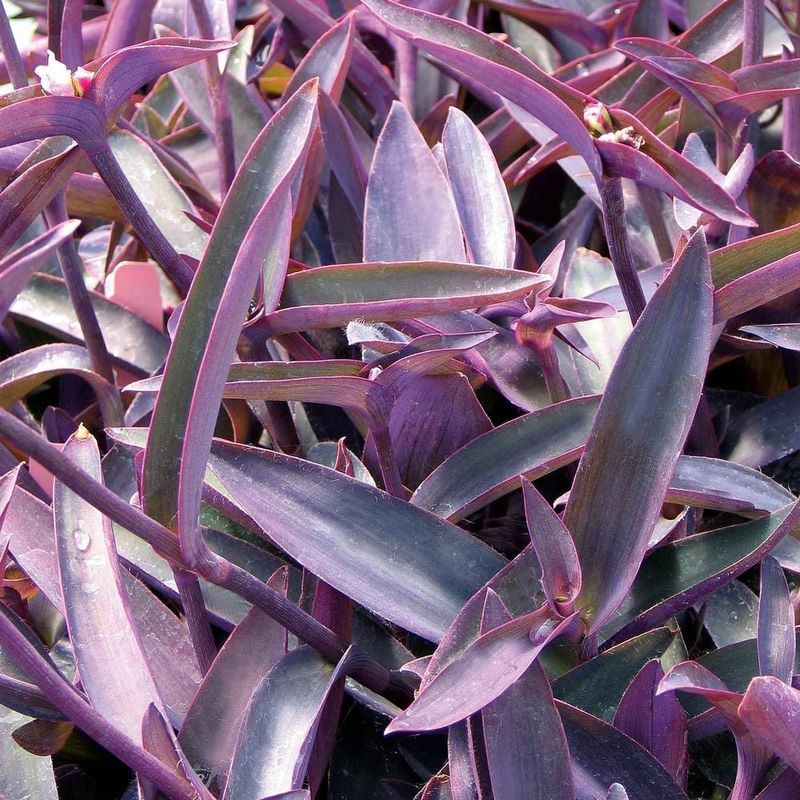 Plants That Thrive in Florida’s Coastal Soil and Salty Air 19 Purple Queen