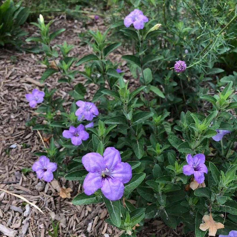 Ruellia