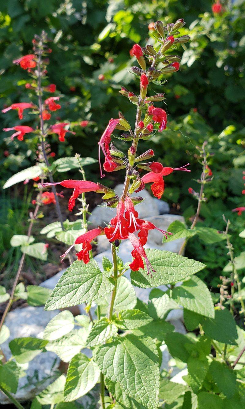 Salvia (Salvia coccinea)