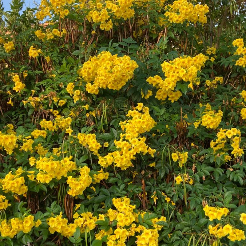 Esperanza (Yellow Bells)
