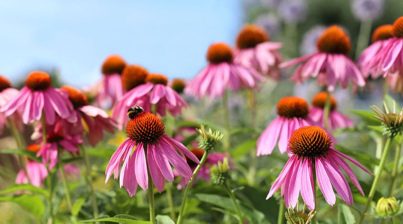 Coneflower
