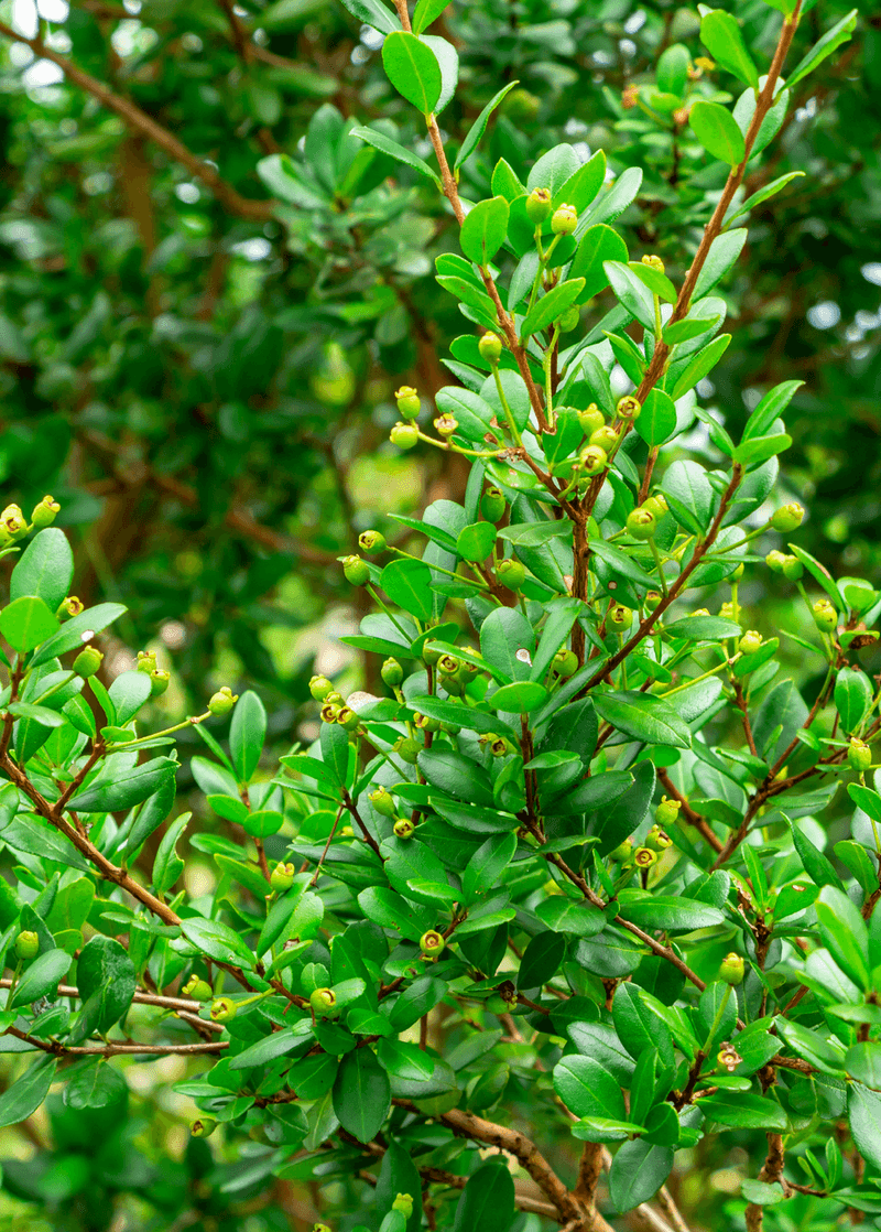 Simpson's Stopper (Myrcianthes fragrans)