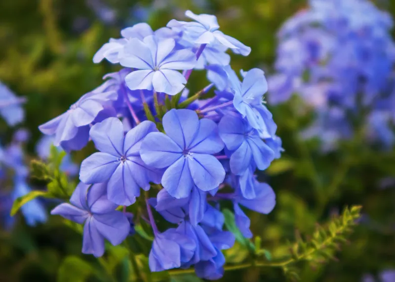 Plumbago
