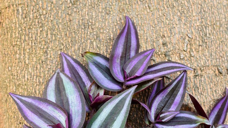 Wandering Jew