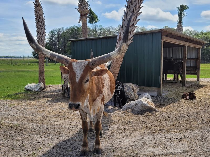 Petting Zoo and Goat Feeding