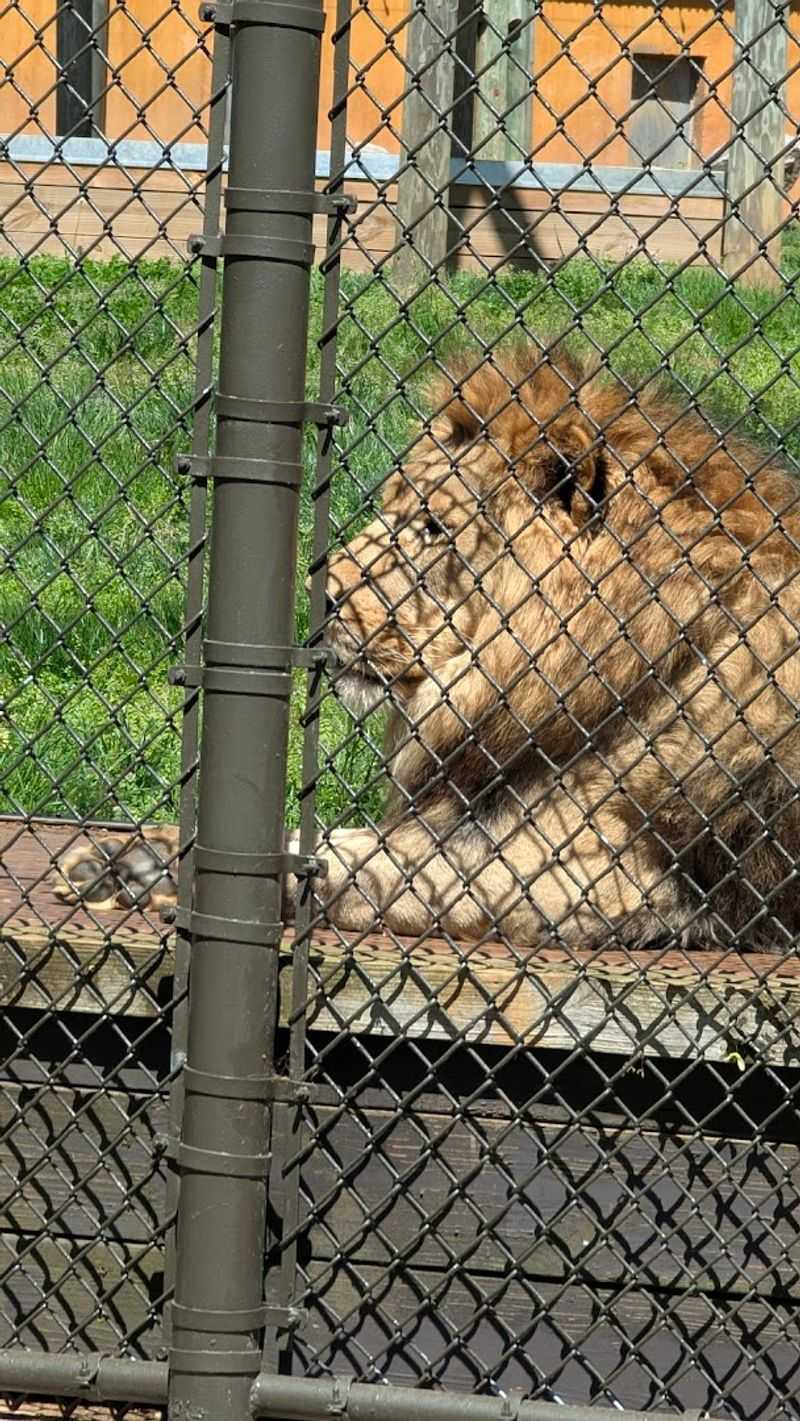 Lion Habitat Where Royalty Lounges in Plain Sight