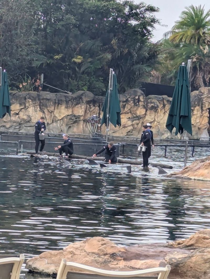 Stingray Feeding: An Up-Close Marine Encounter