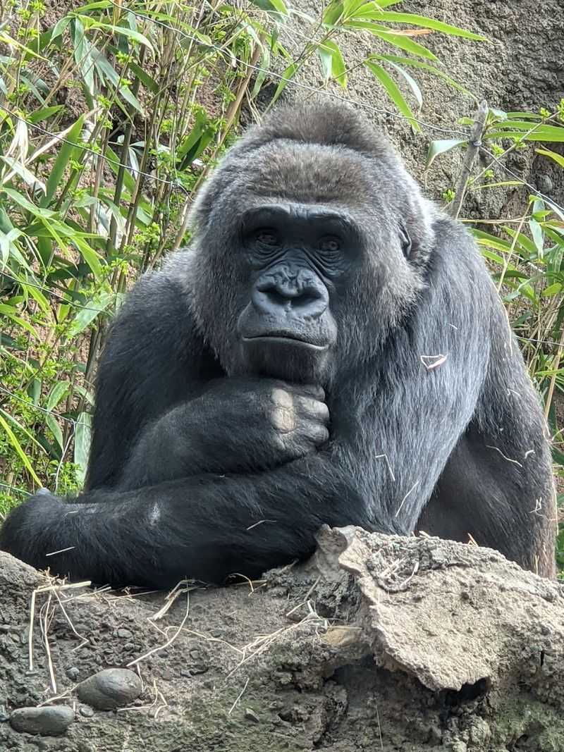 New York Attractions That Deserve Just as Much Attention as Manhattan 20 Bronx Zoo - Bronx, New York