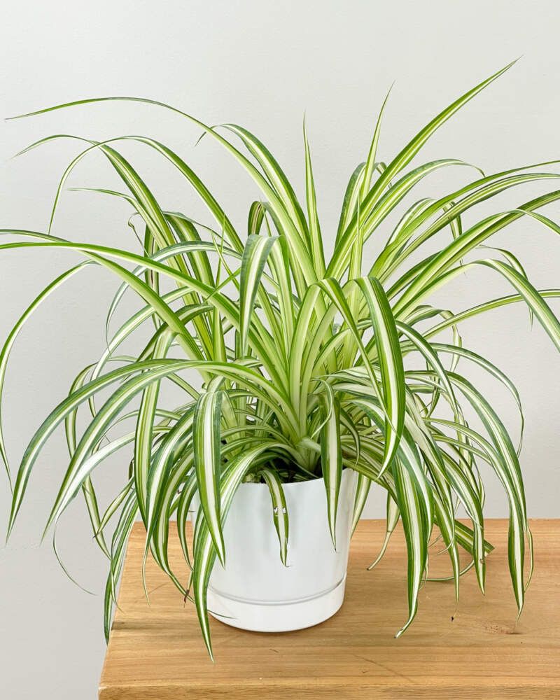 Foliage Plants That Bring Bold Color to Florida Gardens Year-Round 19 Spider Plant