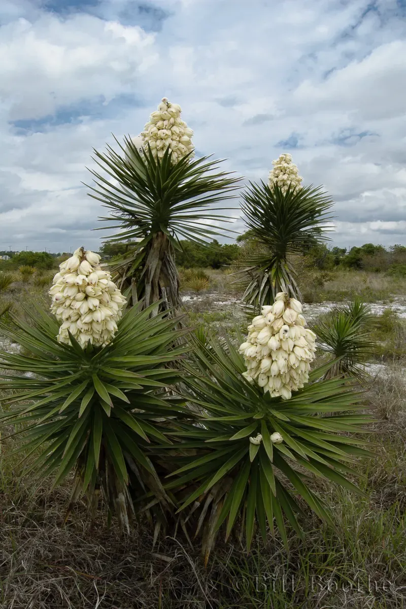 Plants That Thrive in Florida’s Coastal Soil and Salty Air 20 Spanish Bayonet