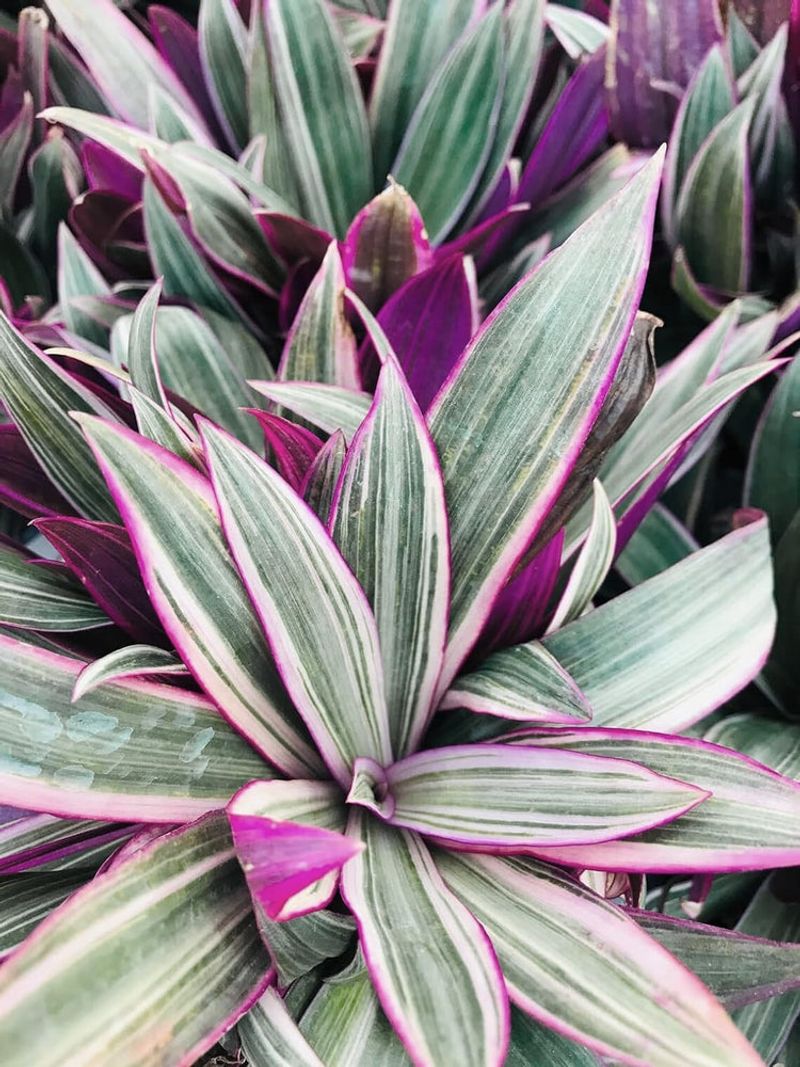 Oyster plant