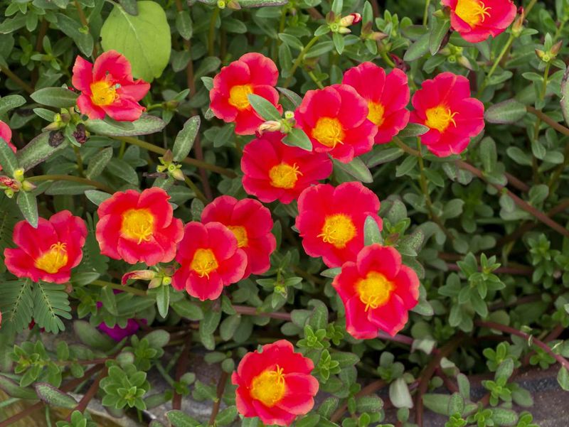 Purslane