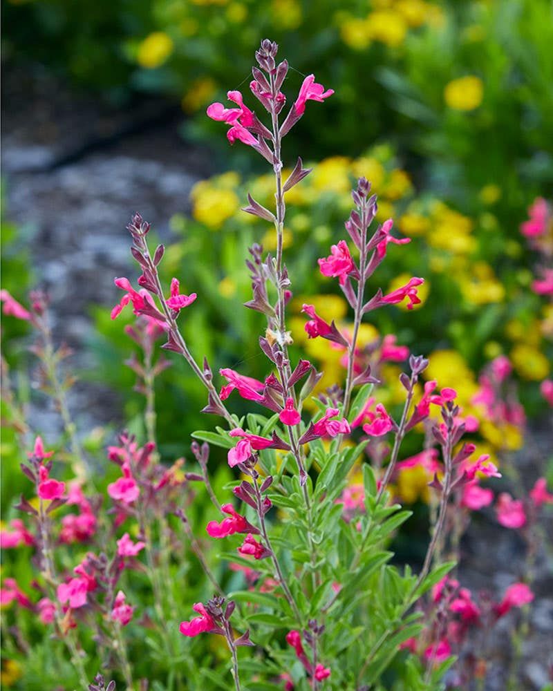 Salvia greggii