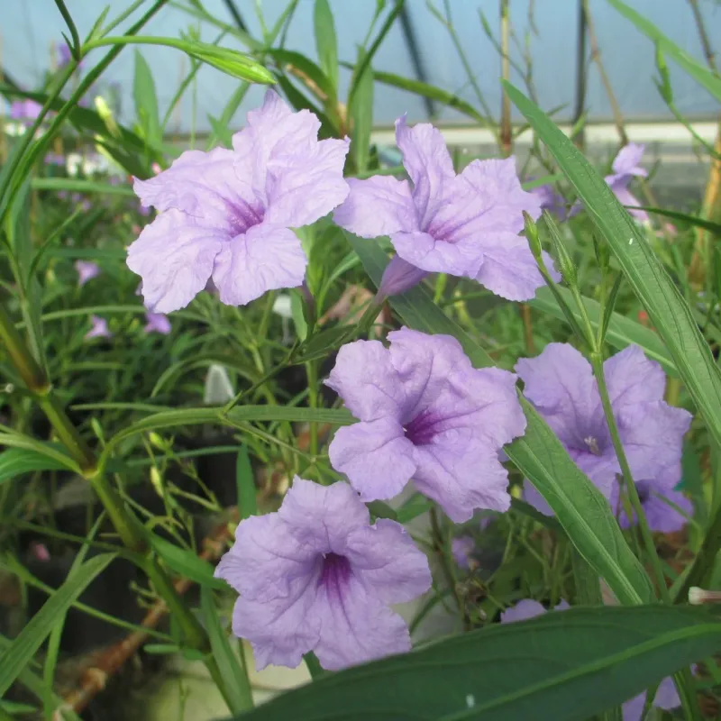Ruellia
