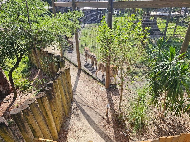 Lion Exhibit with Three Brothers