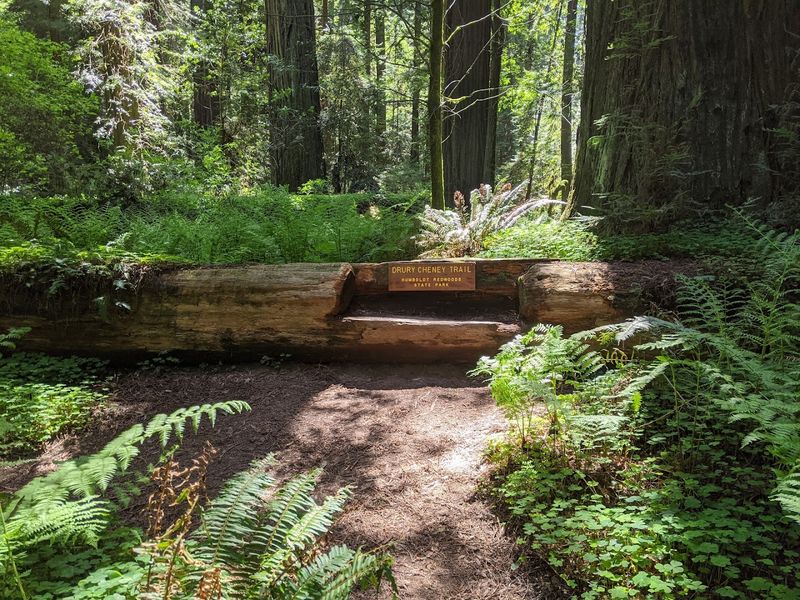 A Quiet Corner of Humboldt Redwoods State Park