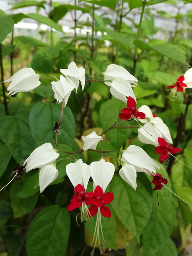 Flowering Vines That Climb Beautifully in Florida Heat 14 Bleeding Heart Vine