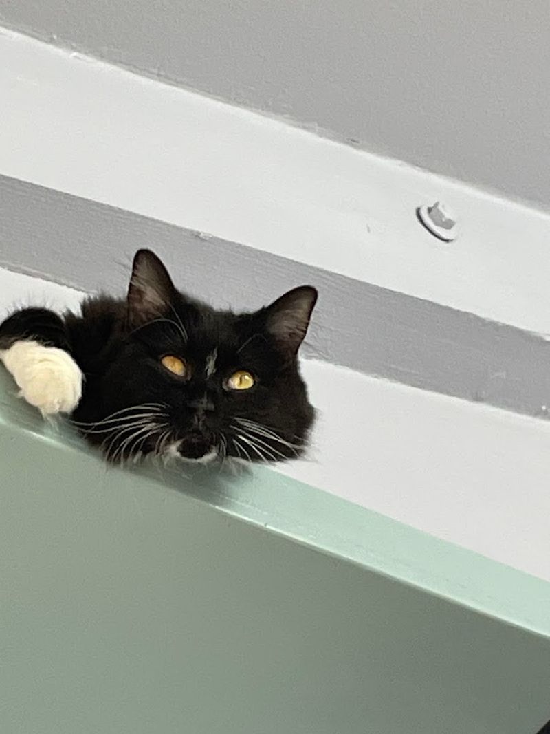 A Space Designed With Cats in Mind