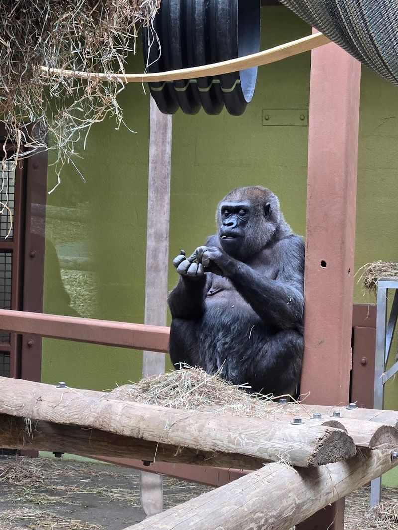 Primate Habitats With Personalities You Won't Forget